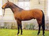 stallion Burlaj Bej AA (Anglo-Arabs, 1990, from Elsing ox)