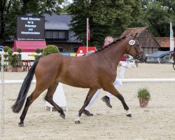 dressage horse Vanny van Vivaldi (Deutsches Reitpony, 2013, from Vivaldi)