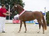 Zuchtstute Deep Red (Deutsches Reitpony, 2013, von Dimension AT NRW)