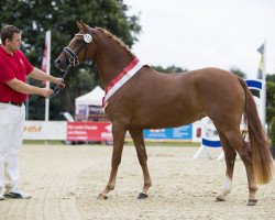 broodmare Deep Red (German Riding Pony, 2013, from Dimension AT NRW)