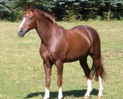 dressage horse Riverdance (Hanoverian, 1994, from Romancier)