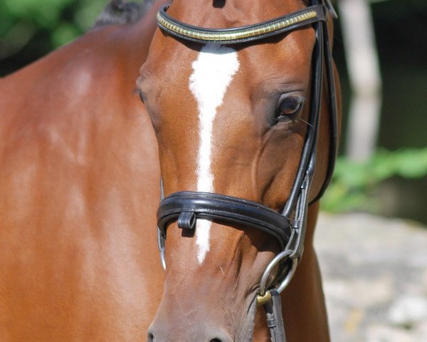 broodmare Cartier (German Riding Pony, 2003, from FS Champion de Luxe)