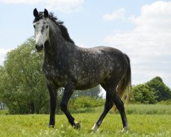 jumper Whisper A'Daire (Holsteiner, 2006, from Quebec)