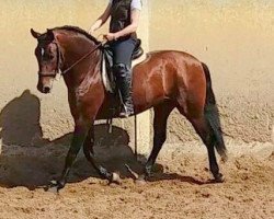 stallion Salvador (Andalusians/horse of pure Spanish race, 2007)