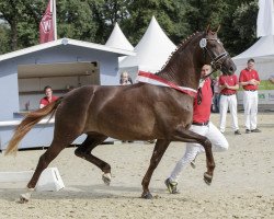 broodmare Ballerina (Westphalian, 2013, from Belarus)