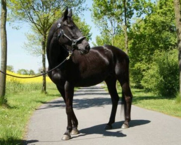 dressage horse Lilly 545 (Hanoverian, 1993)