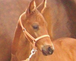 stallion Such A Smile 3 (Westphalian, 2016, from Sir Heinrich OLD)