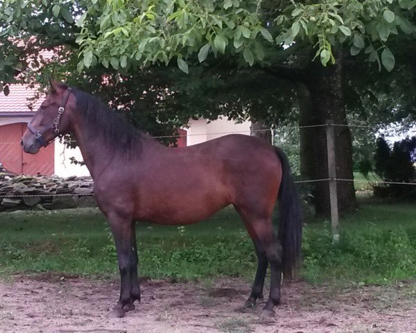 horse ReitRosaria (Pura Raza Espanola (PRE), 2006, from Sereno XVIII)