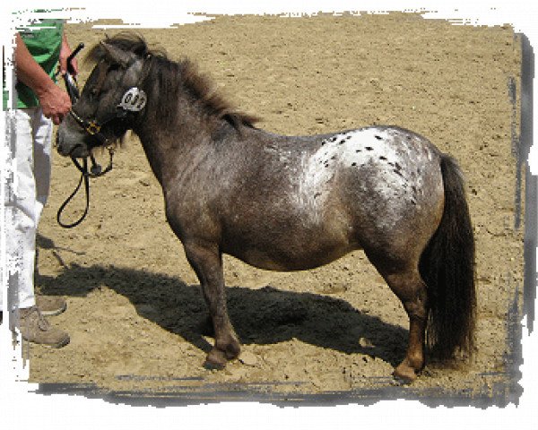 broodmare Many Minis Cashmir (Dt.Part-bred Shetland pony, 2007, from Dennis van de Schimmelhoeve)