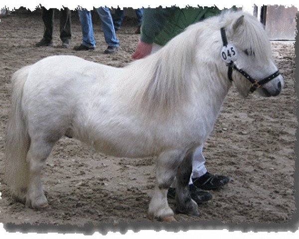 horse Uno van de Zandhoven (Shetland pony (under 87 cm), 2002, from Birchwood Golden Top)