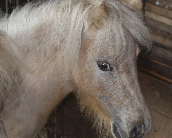 Zuchtstute Many Minis Caramell (Dt.Part-bred Shetland Pony, 2013, von Uno van de Zandhoven)