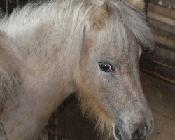 broodmare Many Minis Caramell (Dt.Part-bred Shetland pony, 2013, from Uno van de Zandhoven)