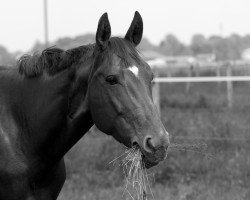 Pferd Easy Girl (Sachse, 2001, von Matchos As)