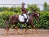 dressage horse Don Daimond de Luxe (German Riding Pony, 2011, from Daimond)