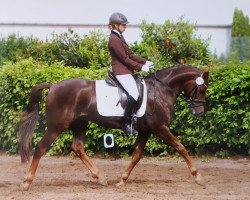 dressage horse Don Daimond de Luxe (German Riding Pony, 2011, from Daimond)