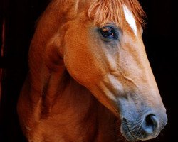 broodmare Deseada De Flora (Pura Raza Espanola (PRE), 2012)
