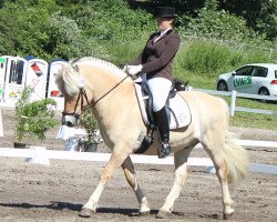 dressage horse Odin (Fjord Horse, 1998, from Ohlsen)