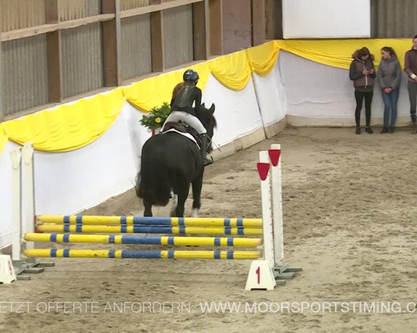 Reitturnier Wil 2019