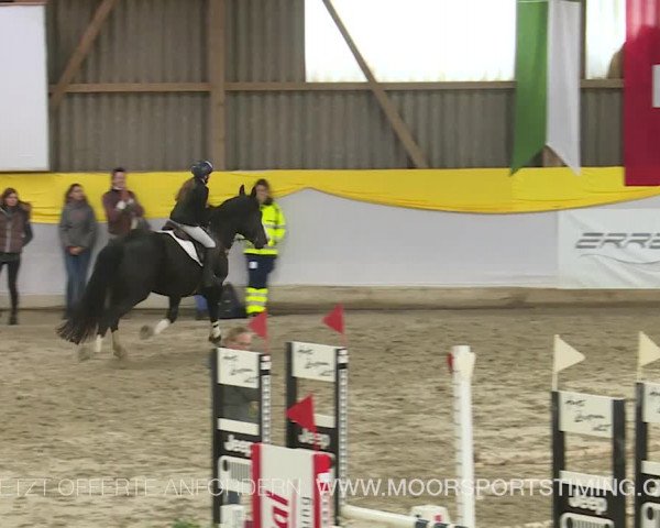 Reitturnier Wil 2019