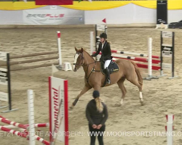 Reitturnier Wil 2019