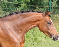 Zuchtstute Romance of Dream (Deutsches Reitpony, 2013, von Champion de Leon J)