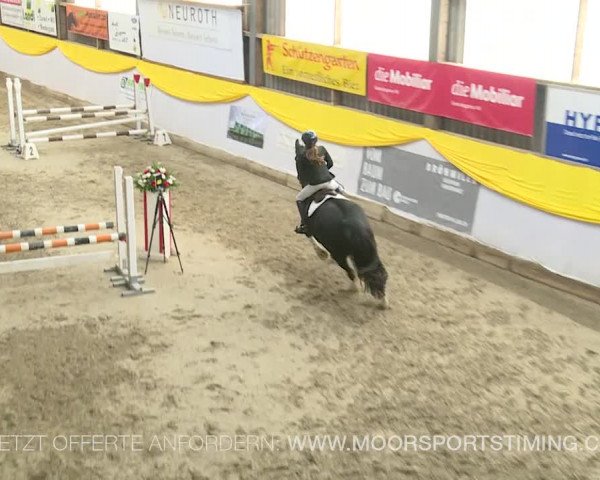 Reitturnier Wil 2019