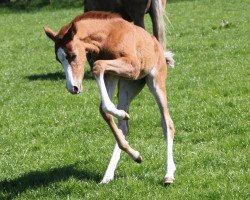 broodmare Merry Legs 6 (German Riding Pony, 2016, from Magic Cornflakes)