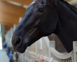 dressage horse Diavolo (Oldenburg, 2001, from Dionysos 19)