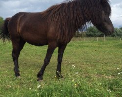 horse Kolfaxi-Gandalf von Vinkona-nótt (Iceland Horse, 2010, from Kongur vom Wiesenhof)