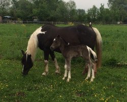 broodmare Giesela (Lewitzer, 1995, from Partner)