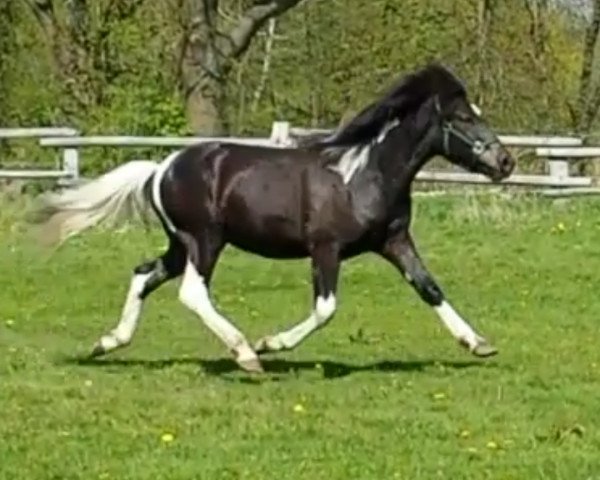 horse Ernie (Lewitzer, 2015, from Kolfaxi-Gandalf von Vinkona-nótt)