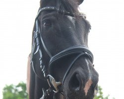 jumper Check it Out (German Warmblood, 2008, from Corel Z)