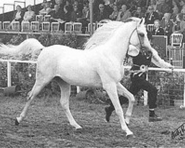 stallion Pandoer HT ox (Arabian thoroughbred, 1981, from Pentagon ox)