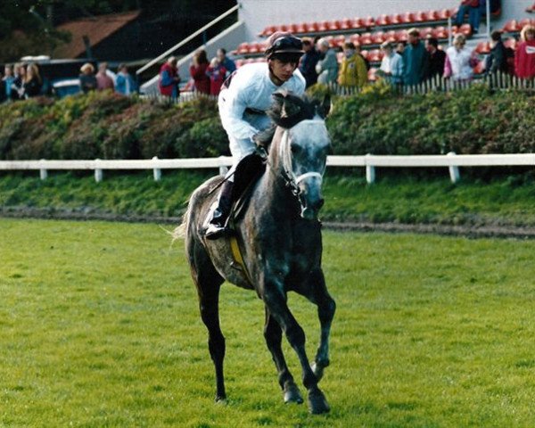 horse El Kabirif HT ox (Arabian thoroughbred, 1989, from Pandoer HT ox)