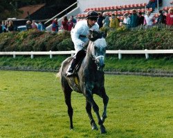 horse El Kabirif HT ox (Arabian thoroughbred, 1989, from Pandoer HT ox)