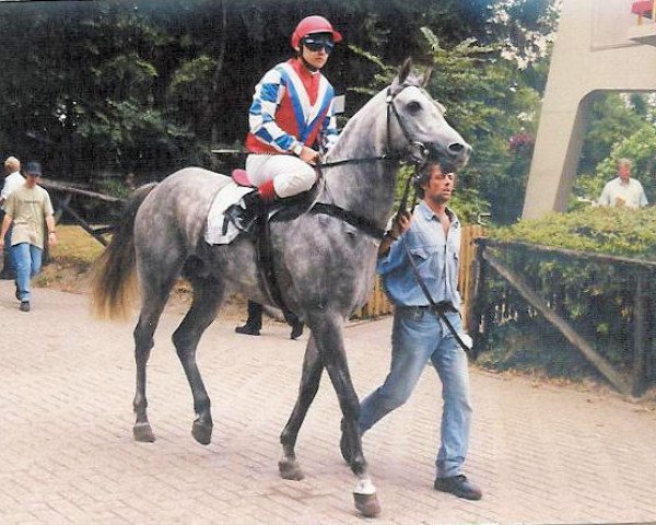 horse Djelforce ox (Arabian thoroughbred, 1995, from Djelfor 1984 ox)