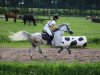 horse Majeeda van de Pakop ox (Arabian thoroughbred, 2007, from Dosator ox)