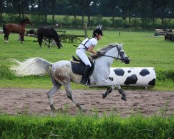 horse Majeeda van de Pakop ox (Arabian thoroughbred, 2007, from Dosator ox)