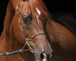 stallion Dosator ox (Arabian thoroughbred, 1985, from Murmansk 1977 ox)