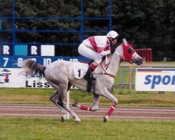 horse Django van de Pakop ox (Arabian thoroughbred, 1994, from Dosator ox)