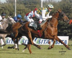 horse Daffah ox (Arabian thoroughbred, 2002, from Sire d'Albret ox)