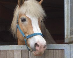 Pferd Waidmann 124 (Haflinger, 1993, von Wildhorn)