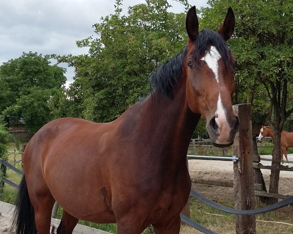 broodmare Flora 444 (Westphalian, 2004, from Florestan I)