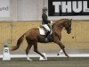 dressage horse Fiorucci Ht (Swedish Warmblood, 2009, from Florencio I)