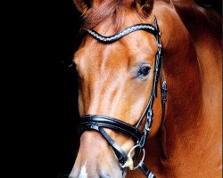 dressage horse Ronaldo Fox (Rheinländer, 2010, from Rilke)