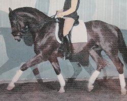 horse Willwerden (Hanoverian, 2000, from White Star)