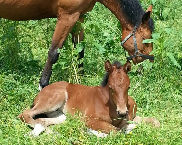 broodmare Stute von Coupie / Landjonker (Oldenburg, 2016, from Coupie)