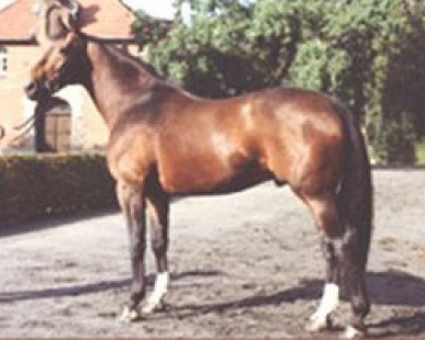 stallion Garibaldi I (Hanoverian, 1971, from Grande)