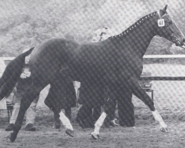 stallion Graz (Hanoverian, 1980, from Garibaldi I)