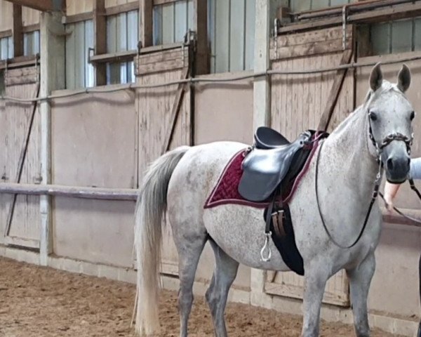 horse Wasimah ox (Arabian thoroughbred, 2012, from Gamil Salaam ox)